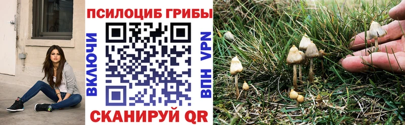 как найти   Орёл  Галлюциногенные грибы GOLDEN TEACHER 